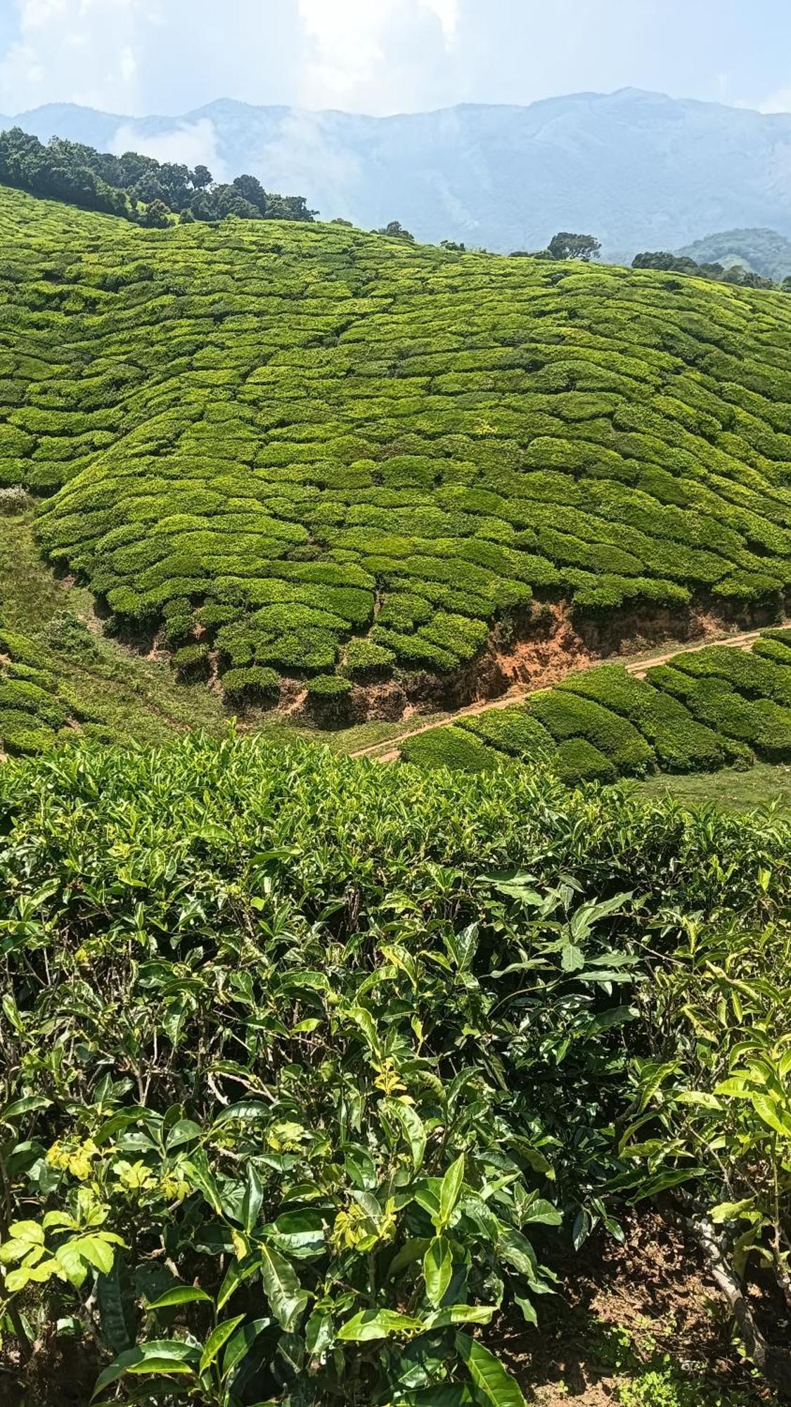 Mount Mist Villa Munnar Exterior foto